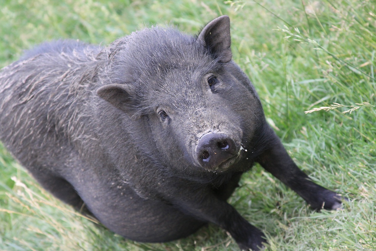 hog pig swine free photo