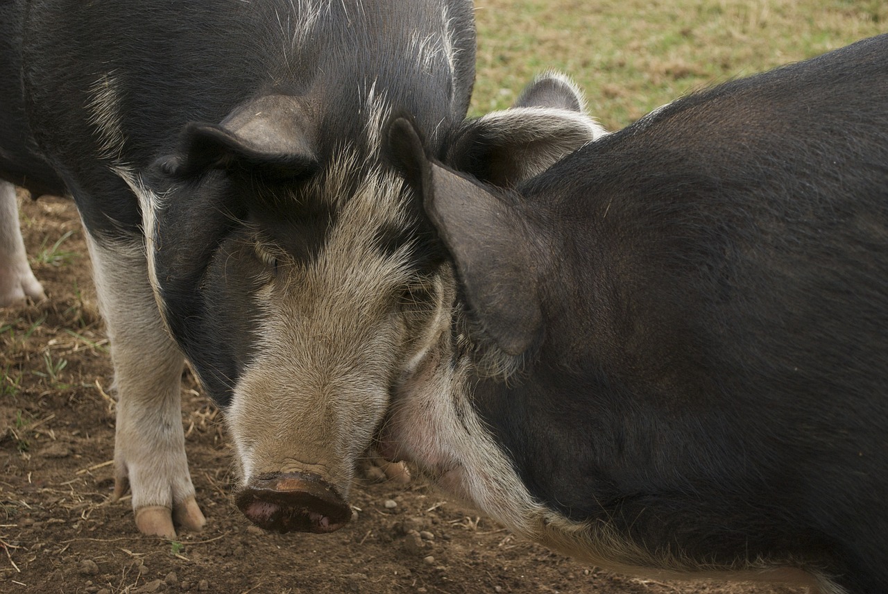 hog pig farm free photo