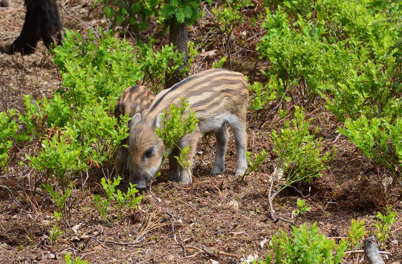 hog wild piglet animal free photo