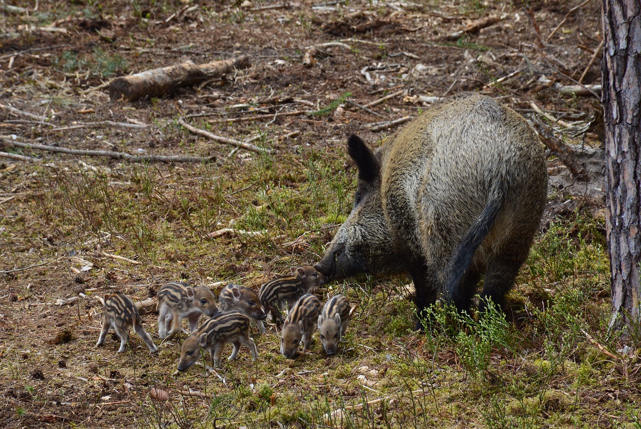 hog wild wild boar mother free photo