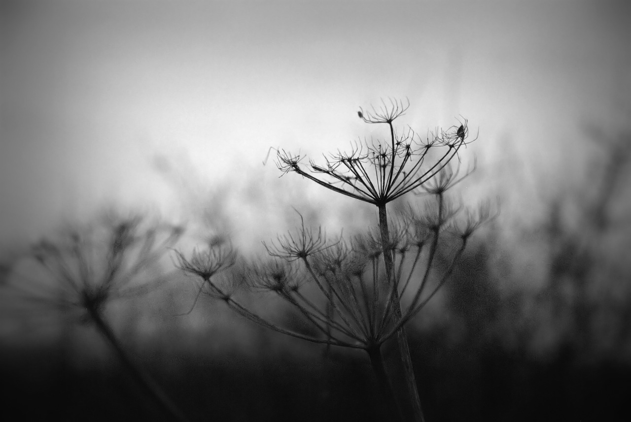 hogweed flower black and white free photo