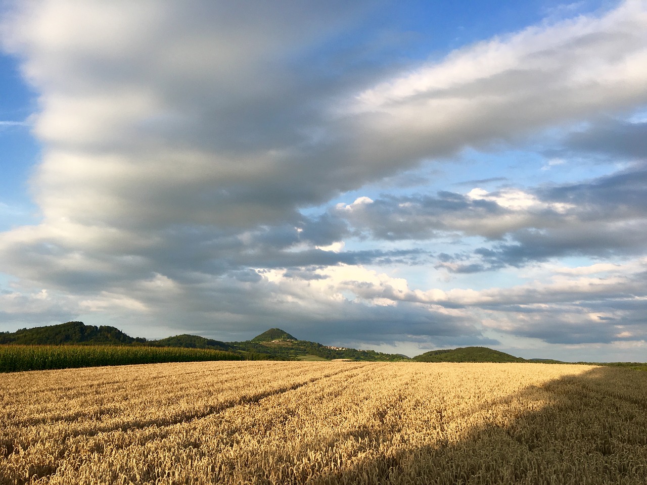 hohenstaufen oesel barley field free photo