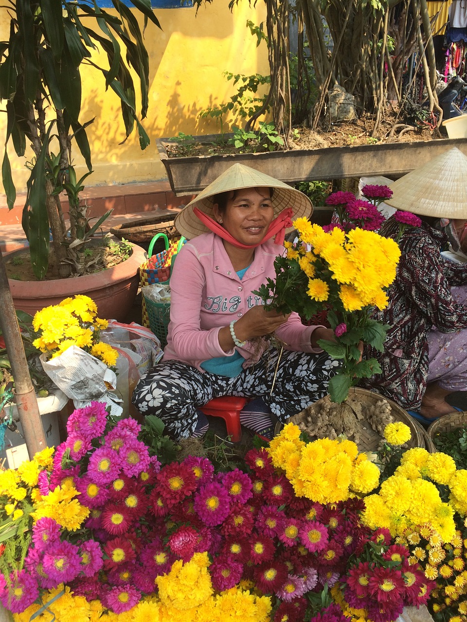 hoi an vietnam flowers free photo