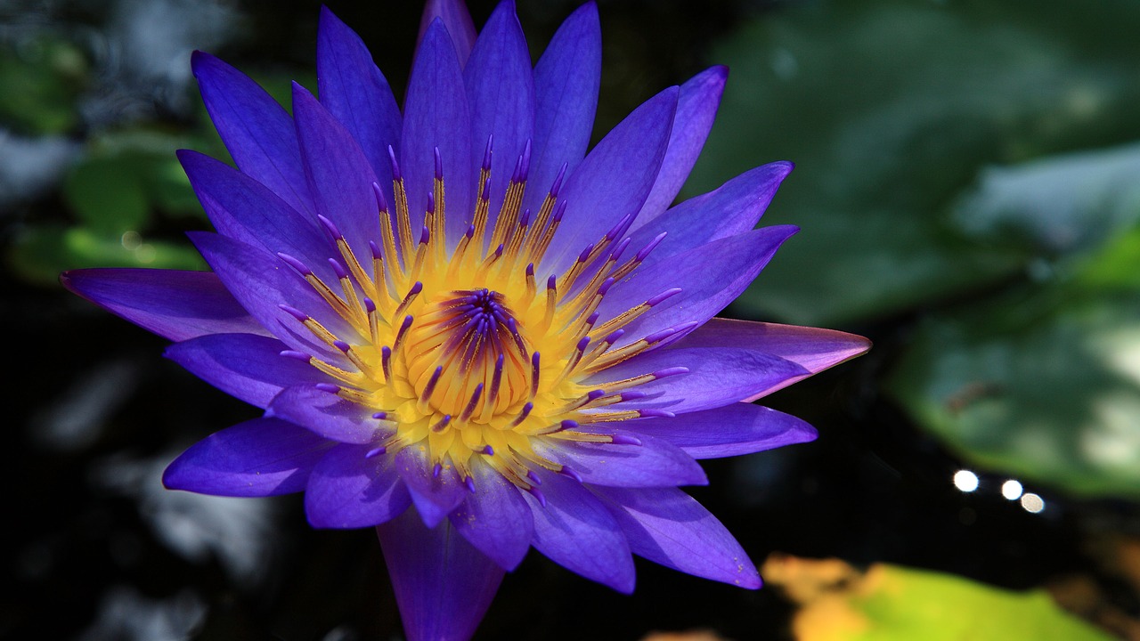 hoi an the blue lotus temple free photo