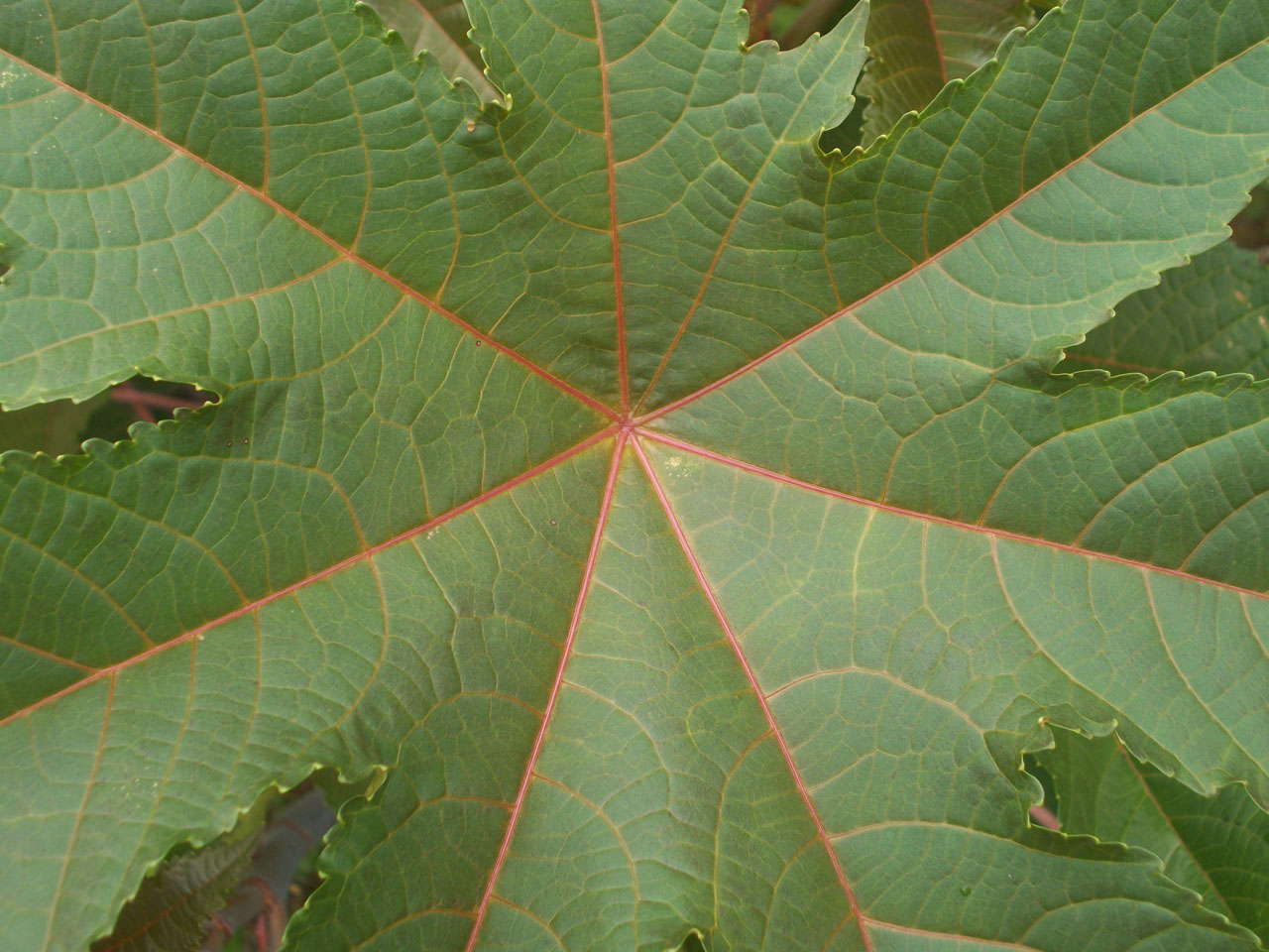 leaf leaves castor free photo