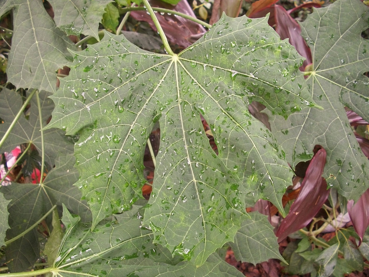 leaf drops chaya free photo