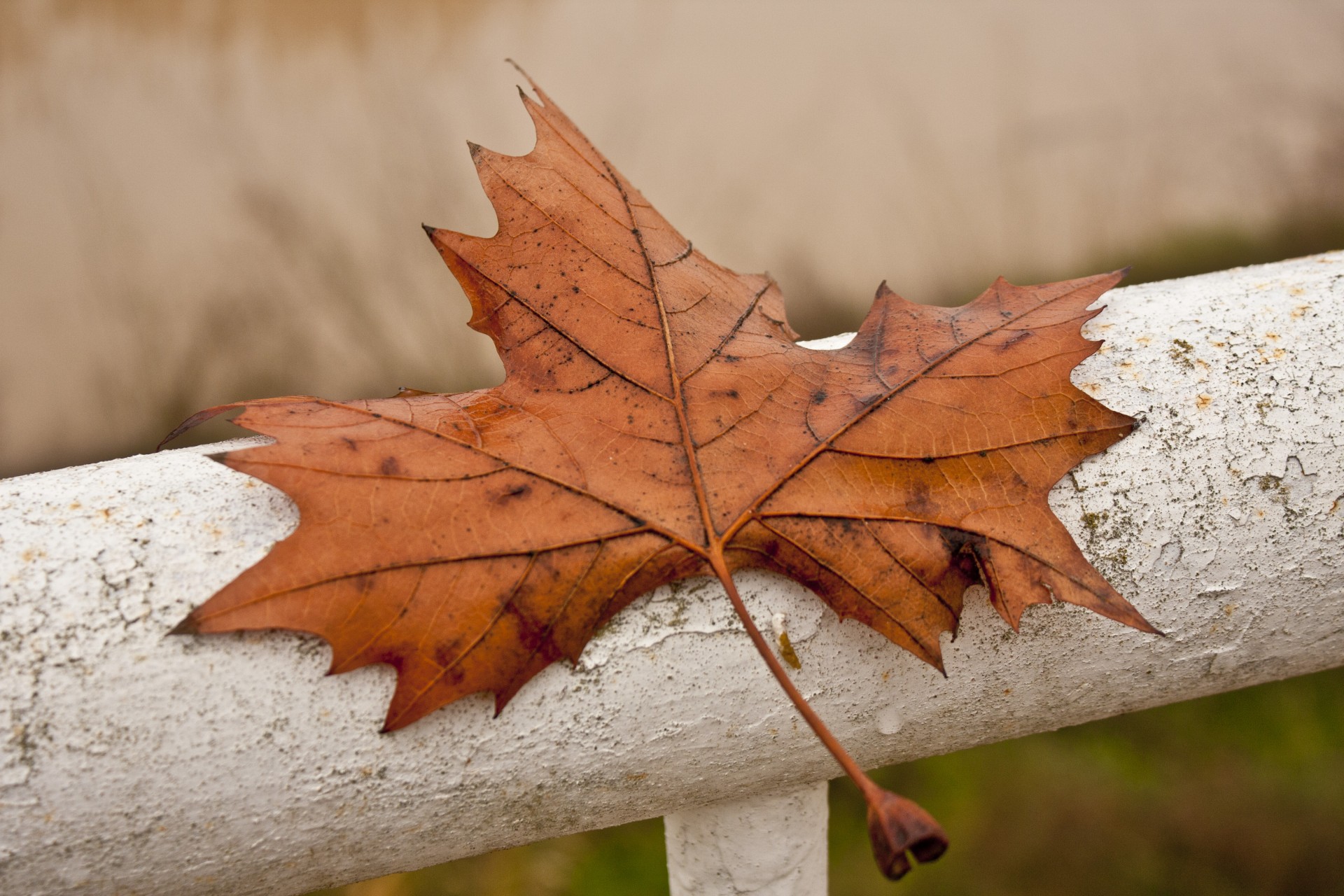 leaf autumn iron free photo