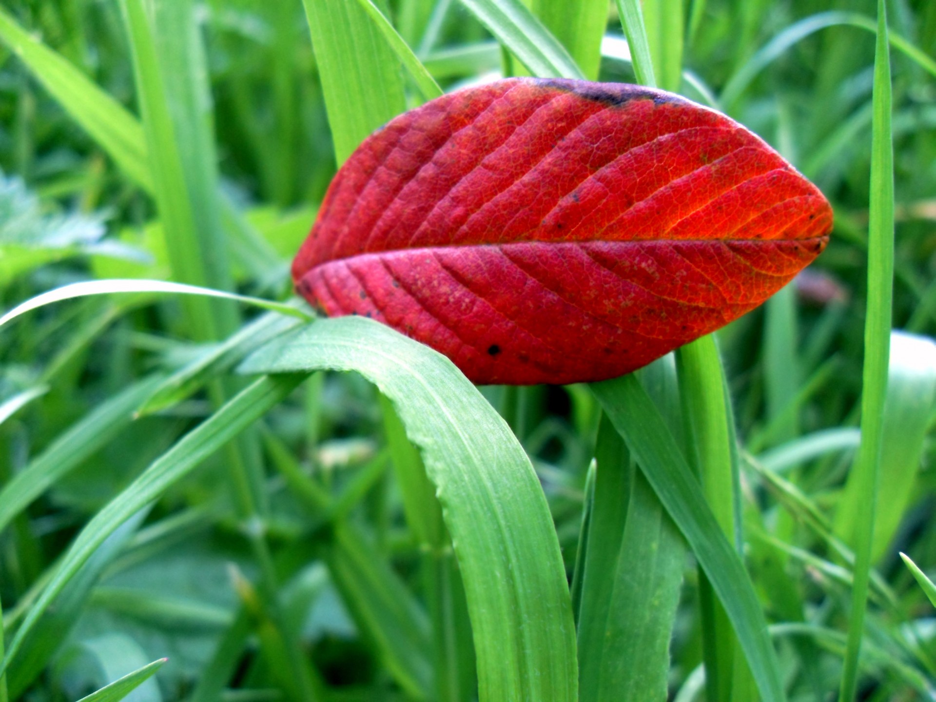 leaf red flower free photo