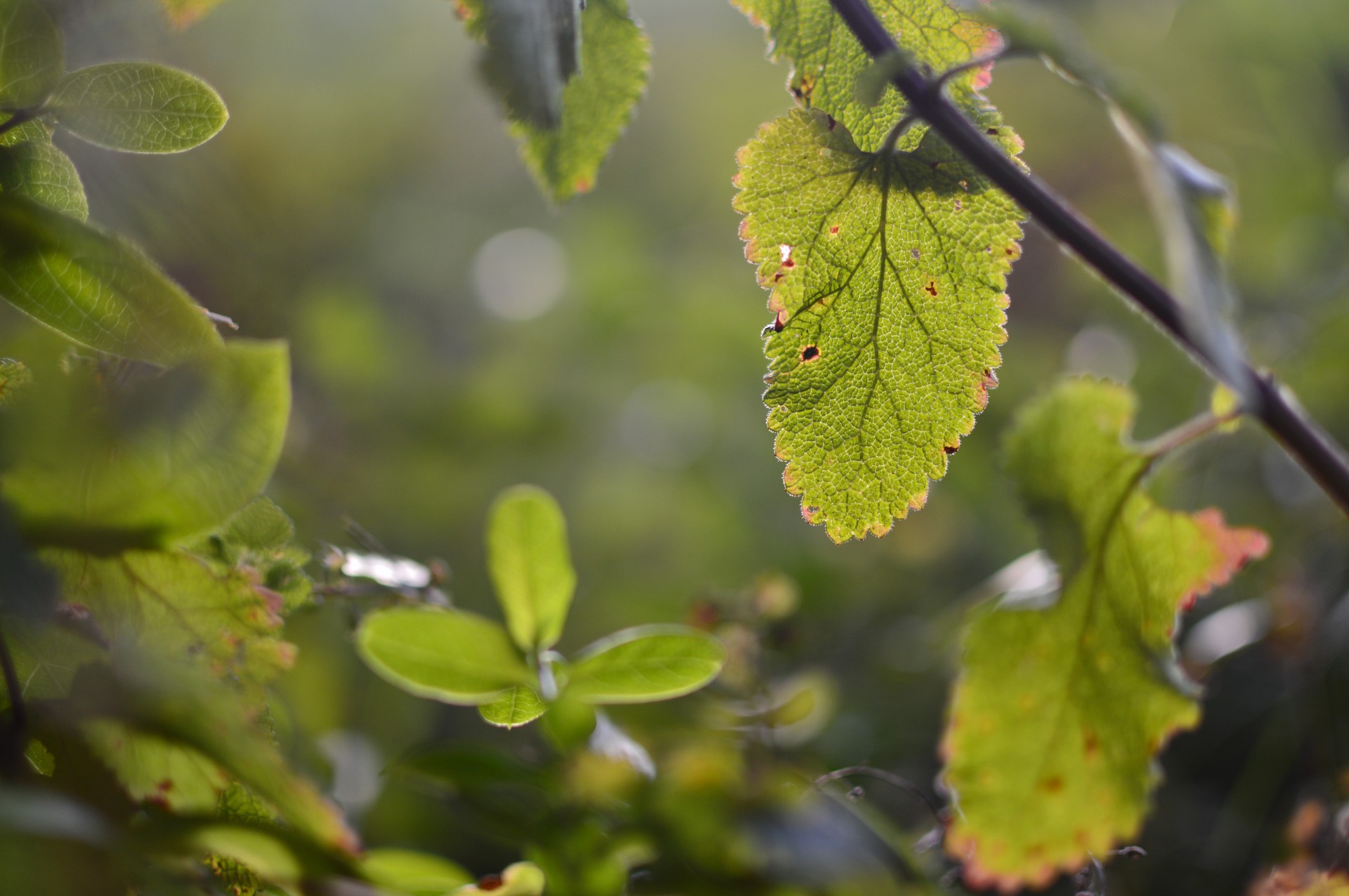 leaves leaf forest free photo