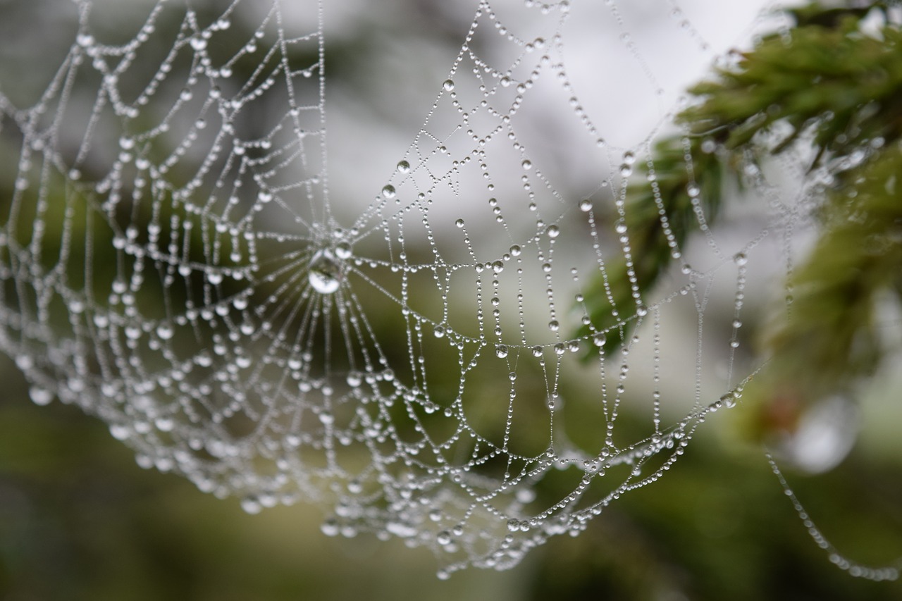 hokkaido natural spider's web free photo