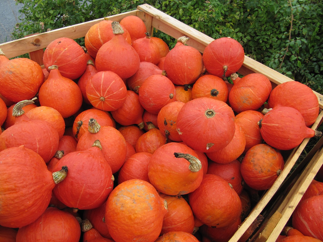 hokkaido pumpkin orange free photo