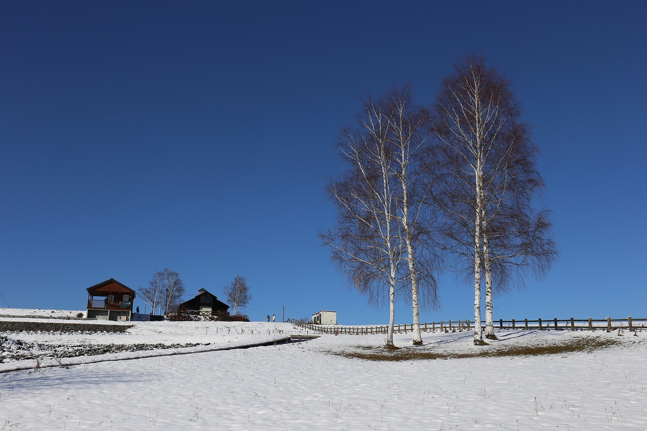 hokkaido tree snow free photo