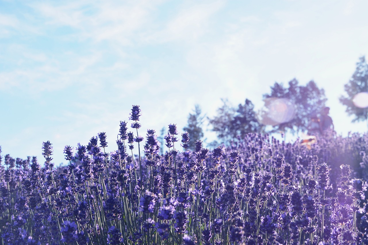 hokkaido furano lavender free photo