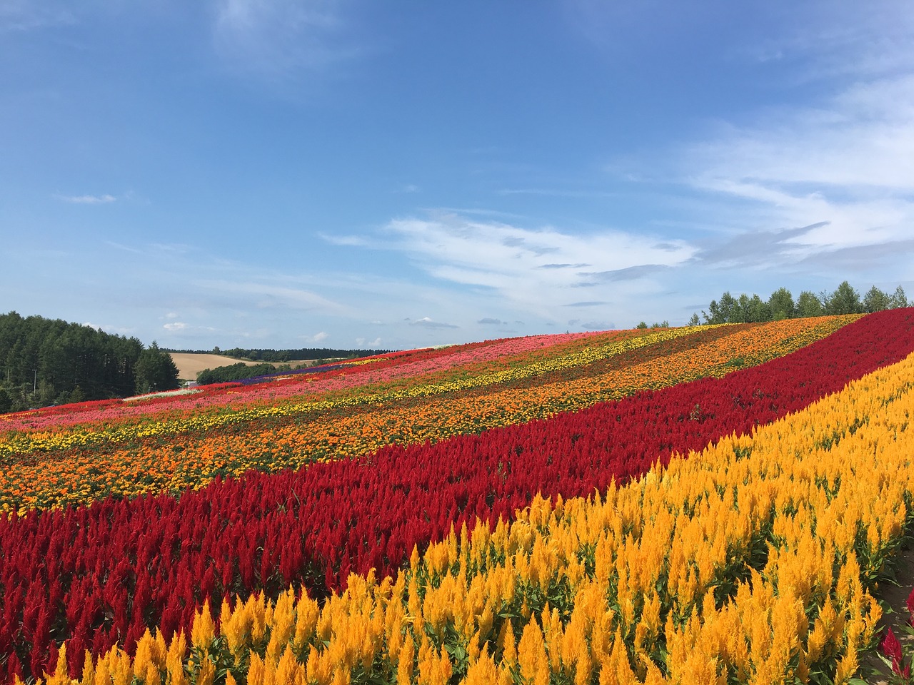 hokkaido biei flower garden free photo