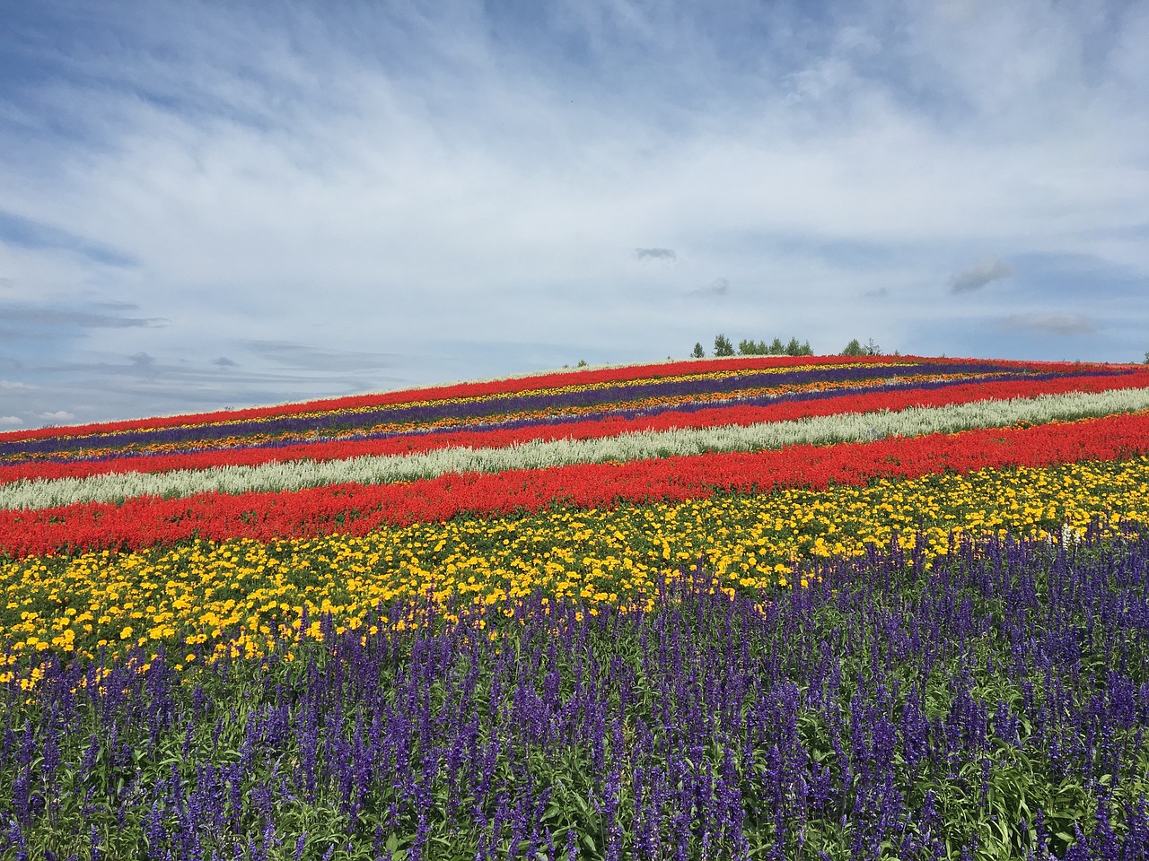 hokkaido biei flower garden free photo