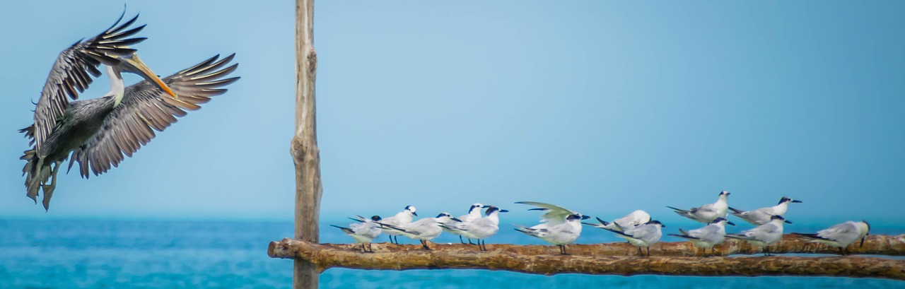 holbox pelican bird free photo