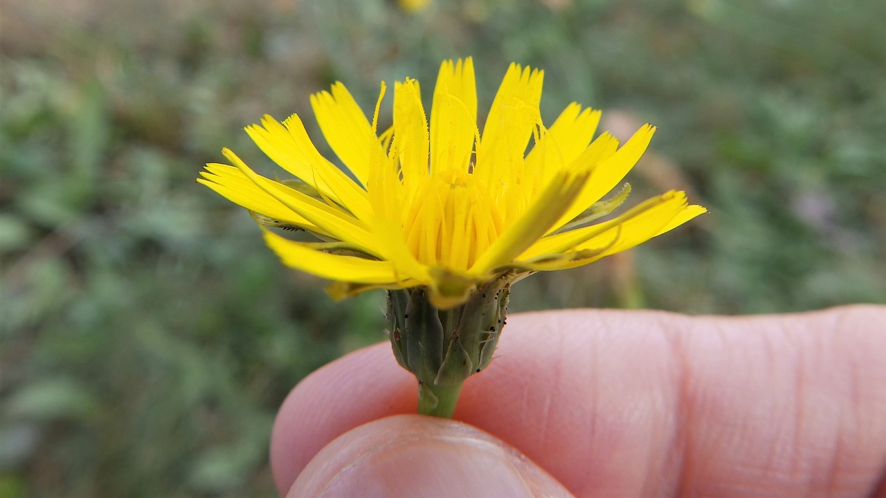 hold  flower  weed free photo