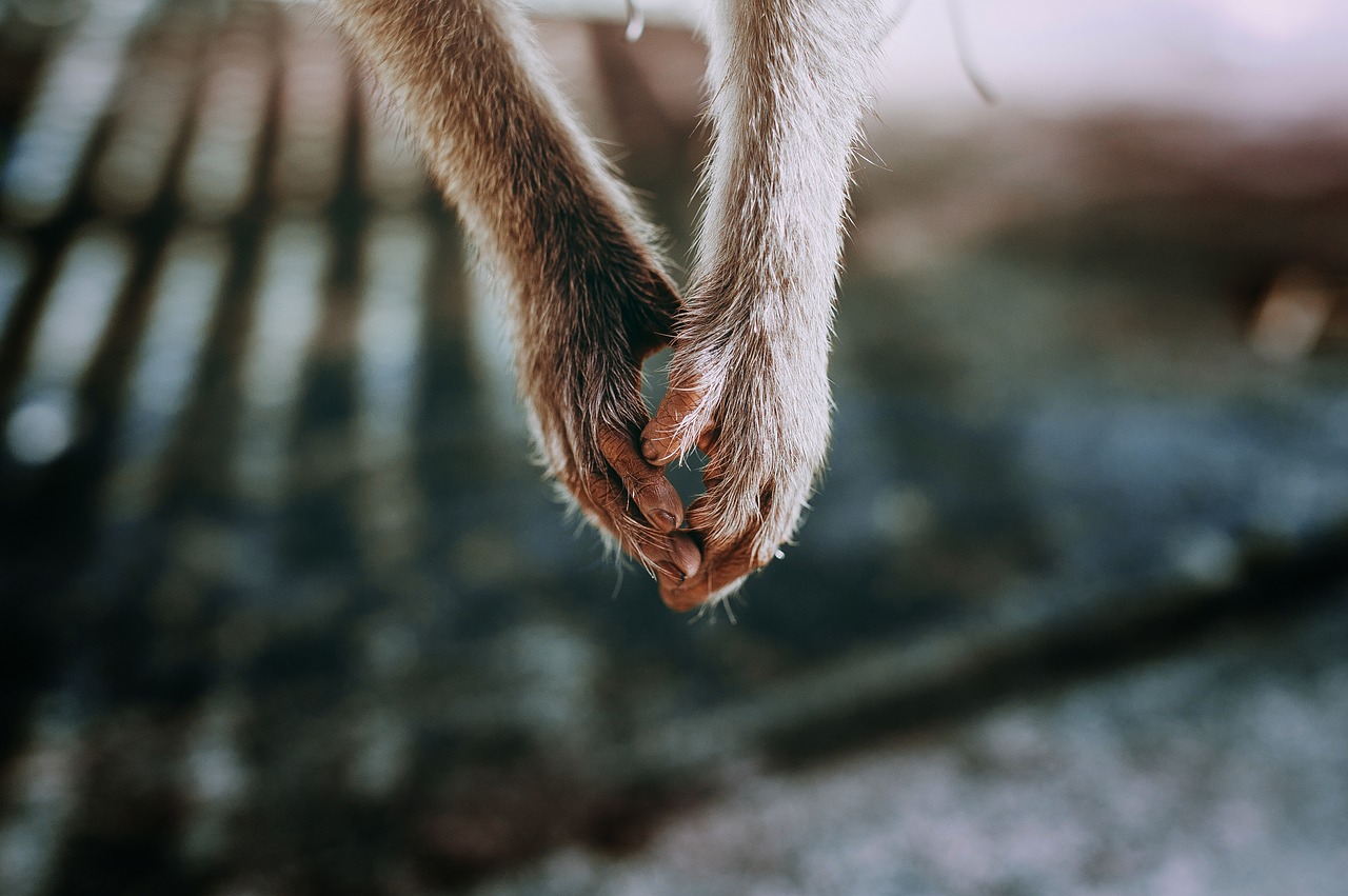 hold hand monkey lonely free photo