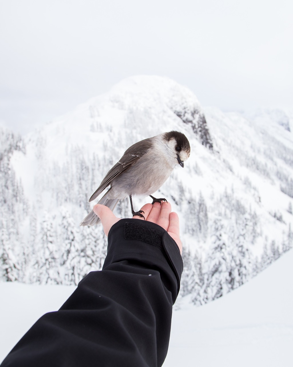 holding bird winter landscape free photo