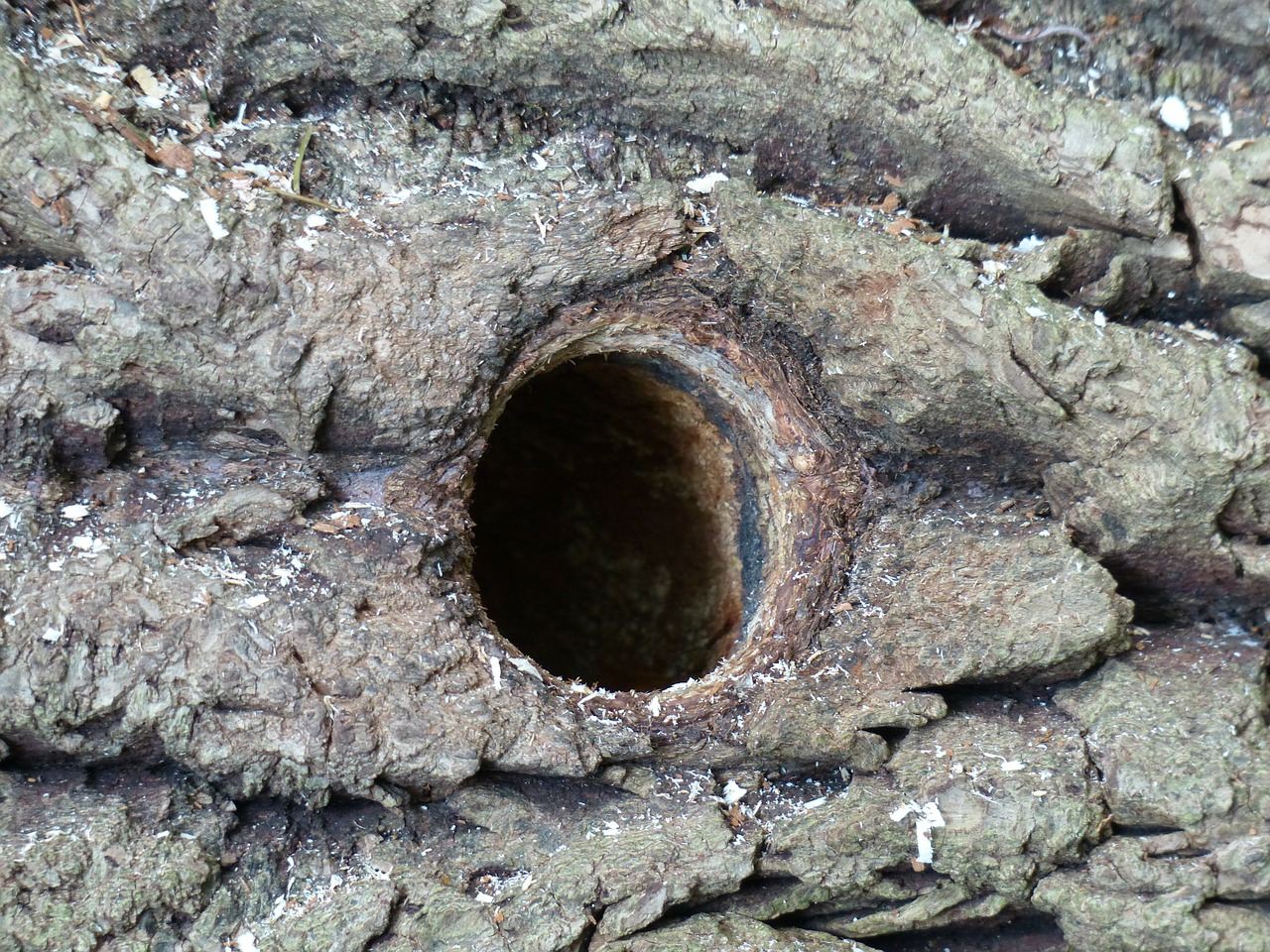 hole woodpecker hole woodpecker cave free photo