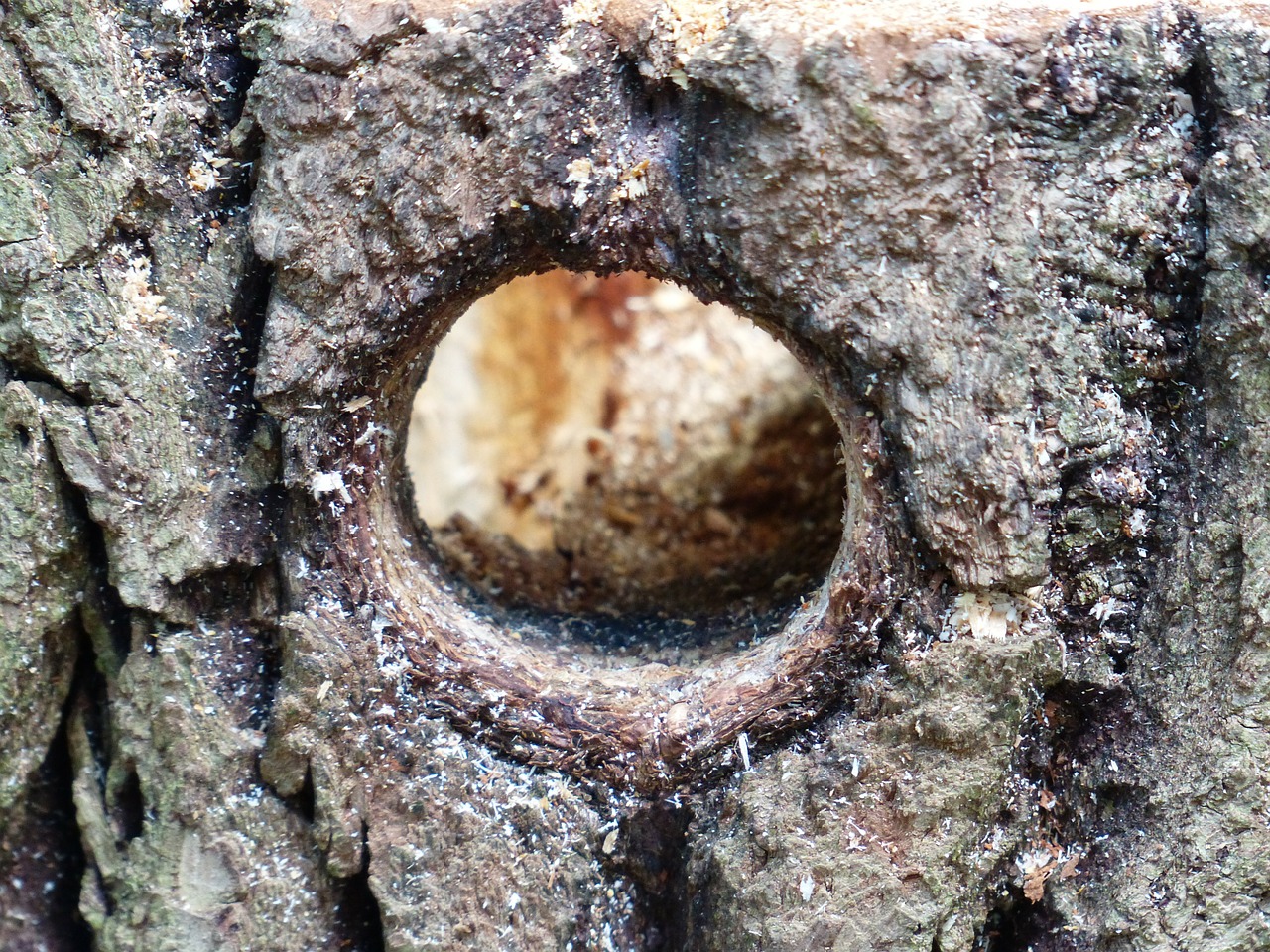 hole woodpecker hole woodpecker cave free photo