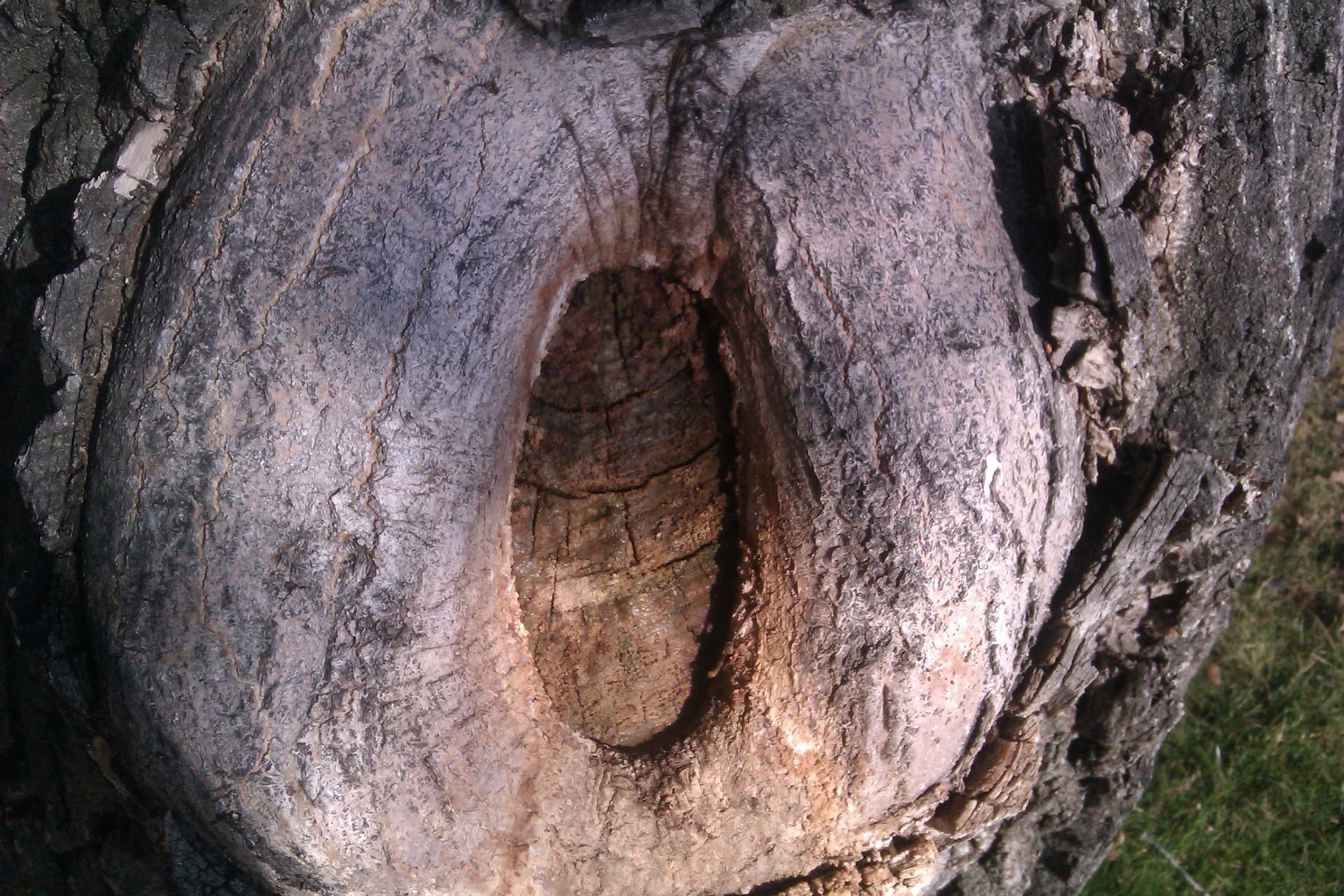 hole tree hole trunk free photo