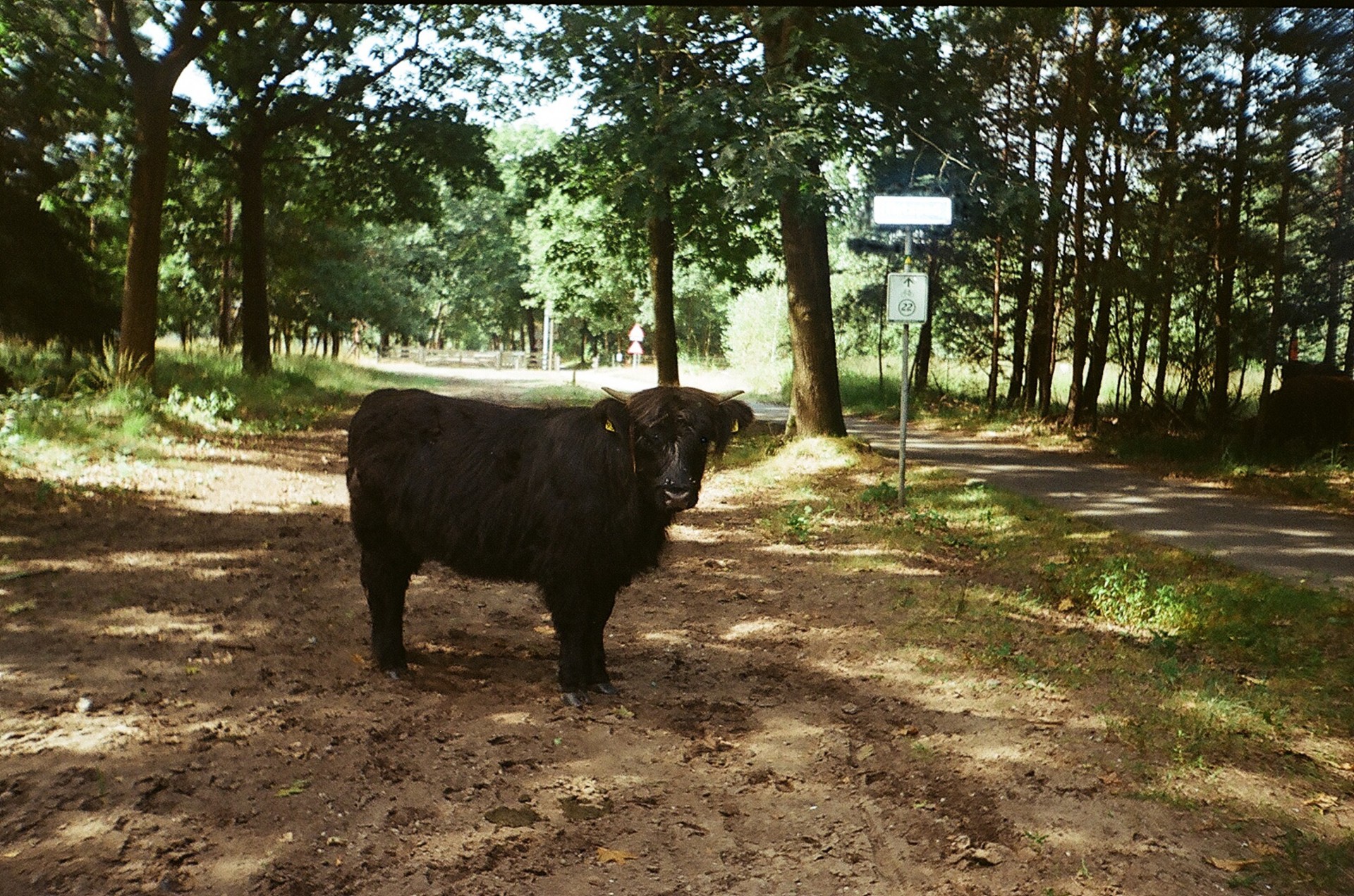 bison netherlands oss free photo