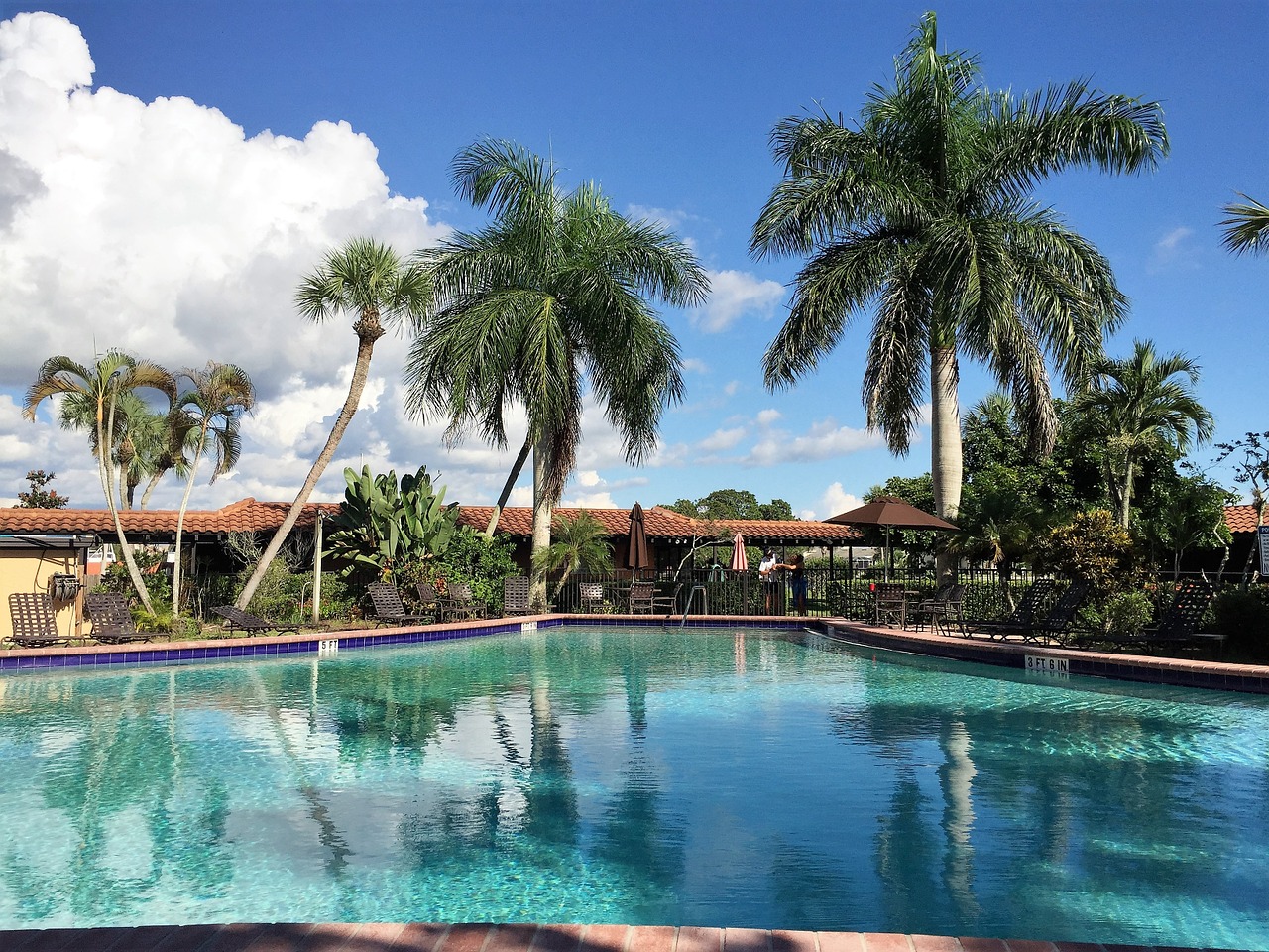 holiday swimming pool palm trees free photo