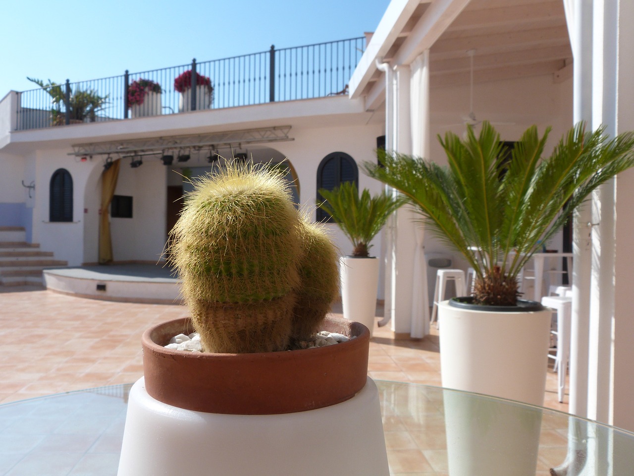 holiday cactus plant free photo