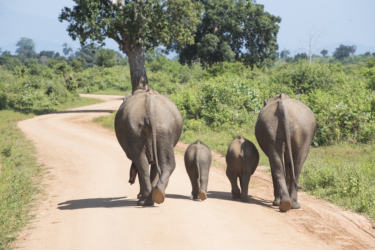 holiday elephant family free photo