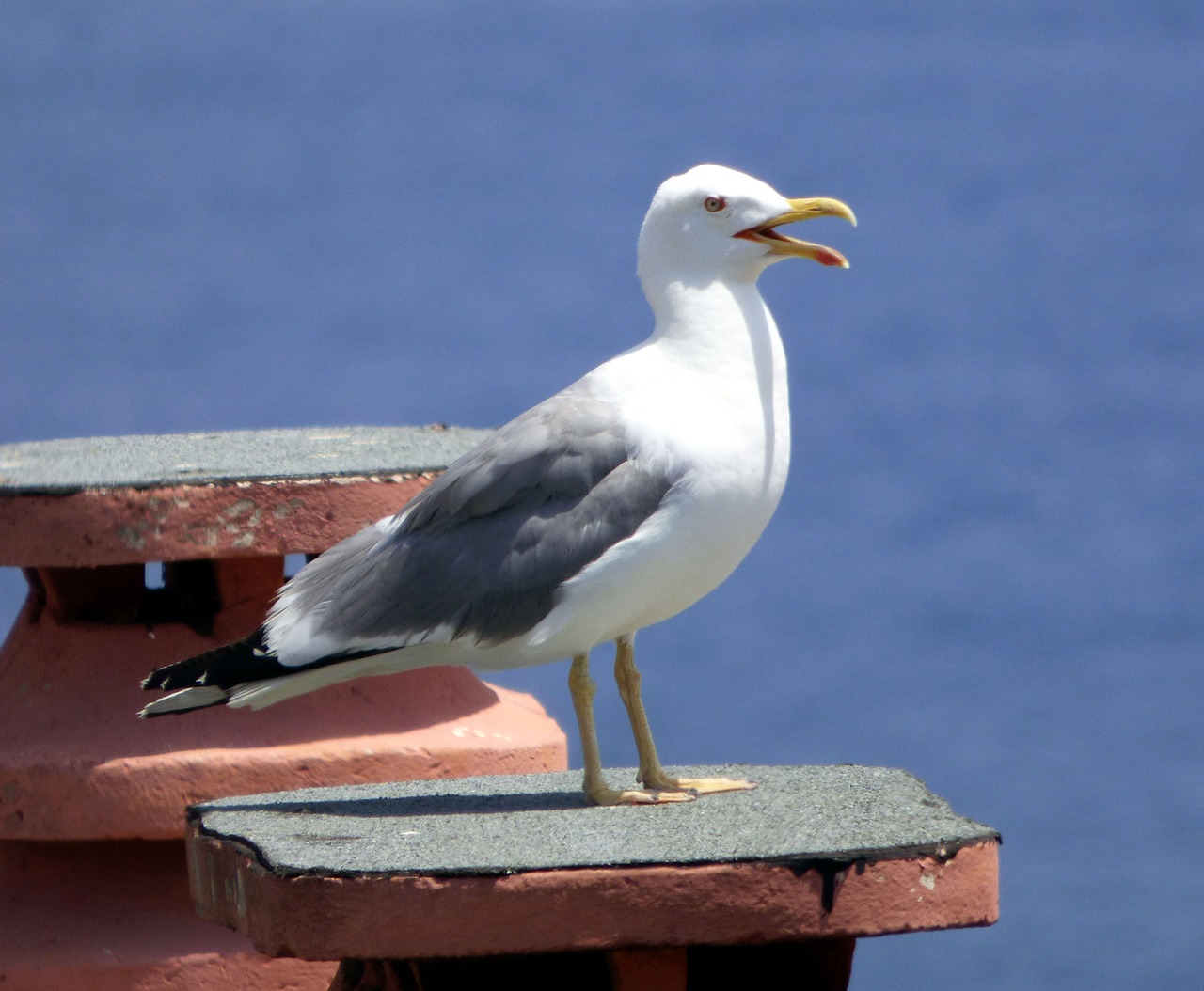 holiday sea seagull free photo