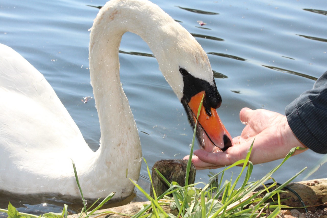 holiday swan white free photo