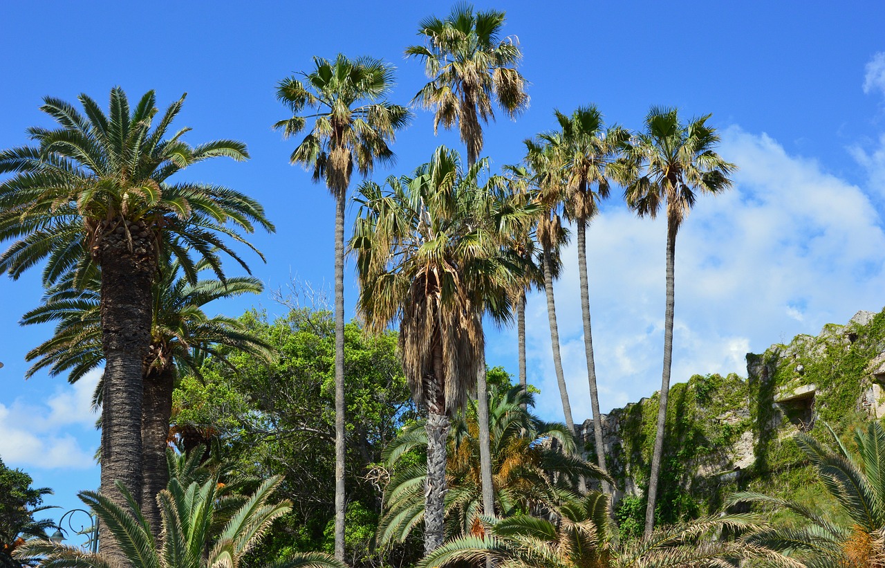 vacations  travel  palm trees free photo