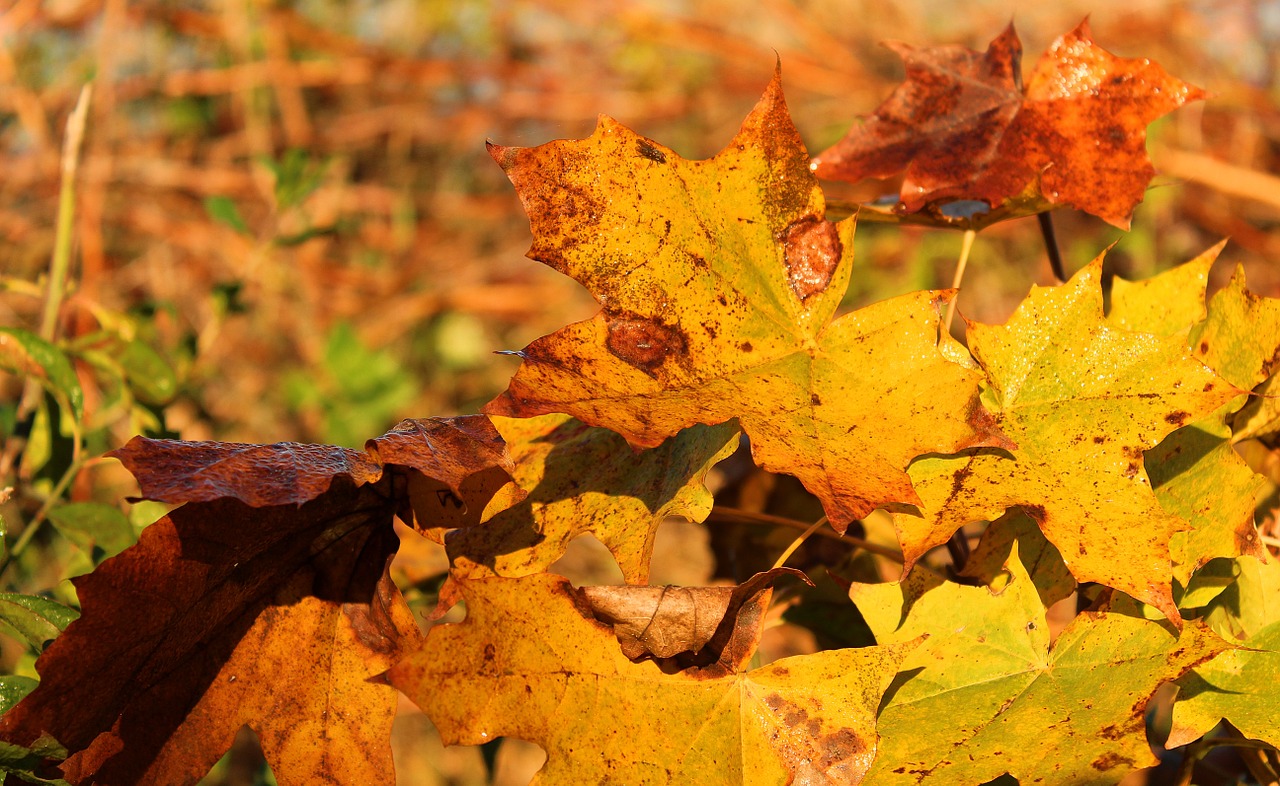 holidays autumn golden autumn free photo