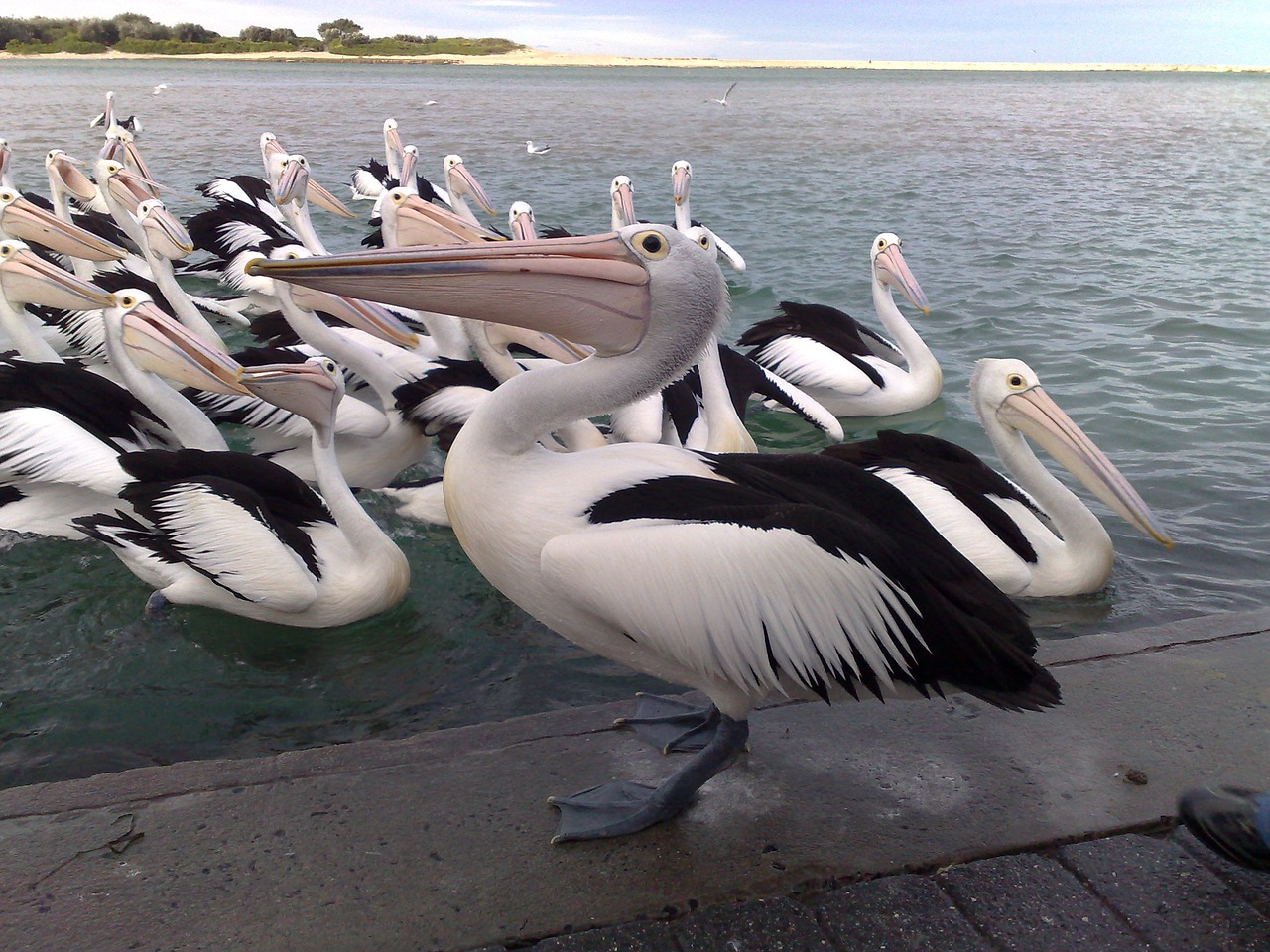 holidays pelicans birds free photo