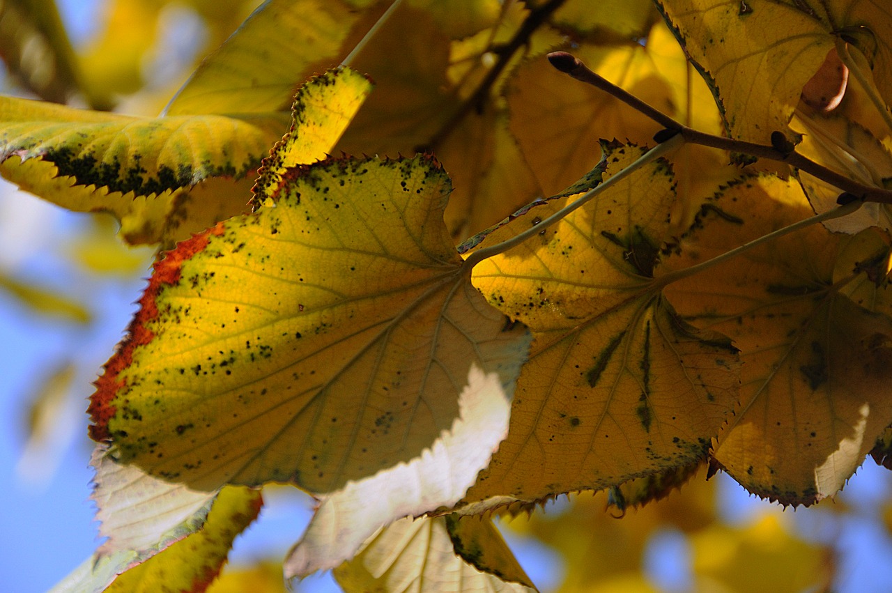 holidays autumn yellow free photo