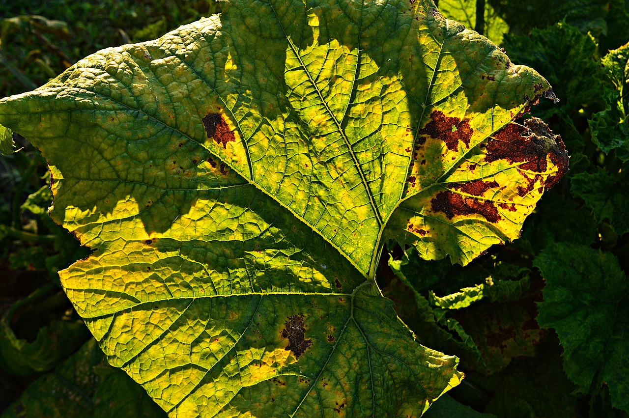 holidays császárfa backlight free photo