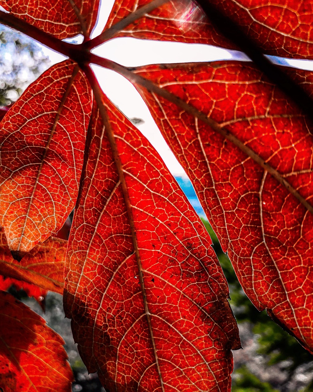 holidays  foliage  nature free photo