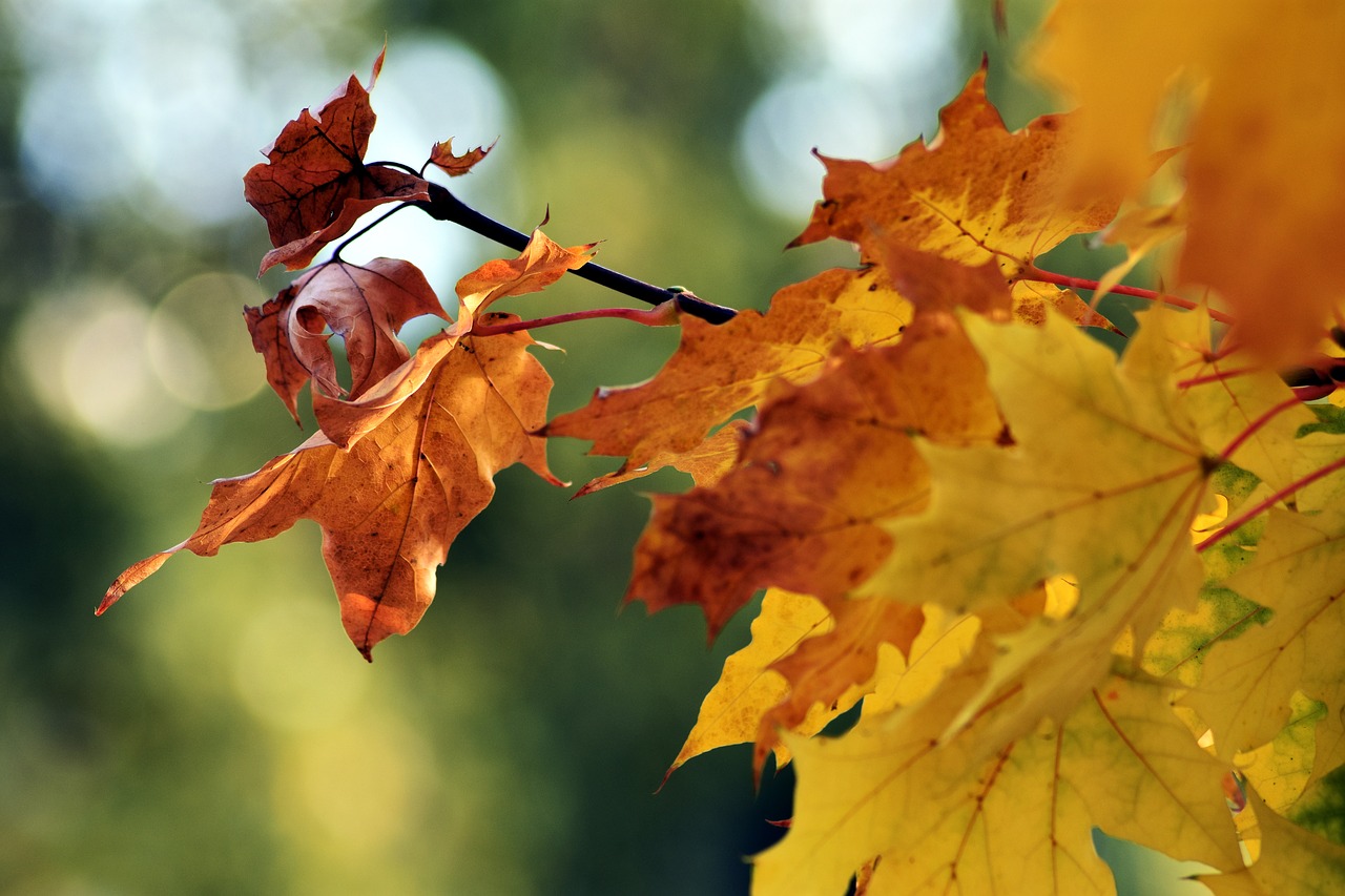 holidays  foliage  wood free photo