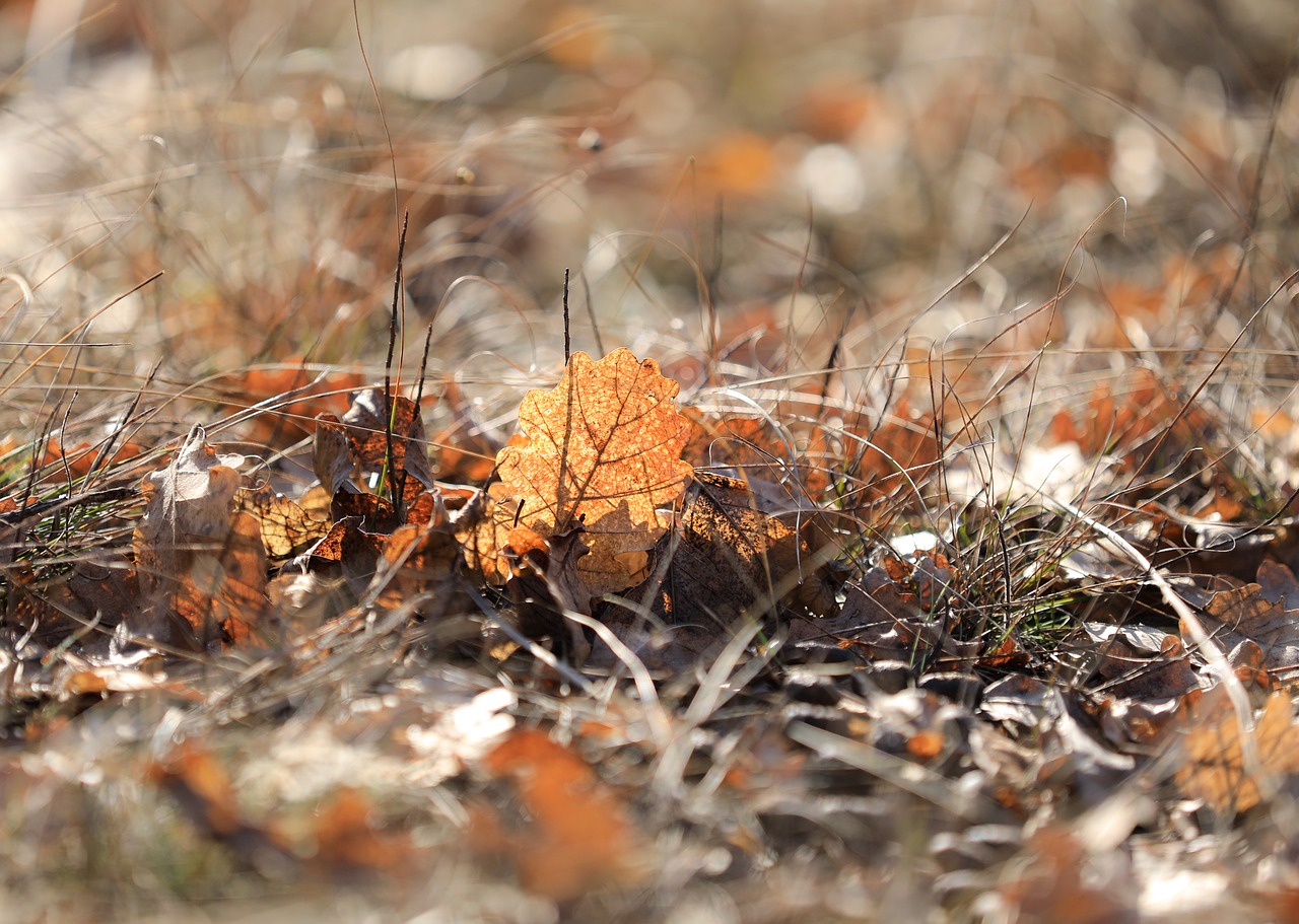 holidays  wood  foliage free photo