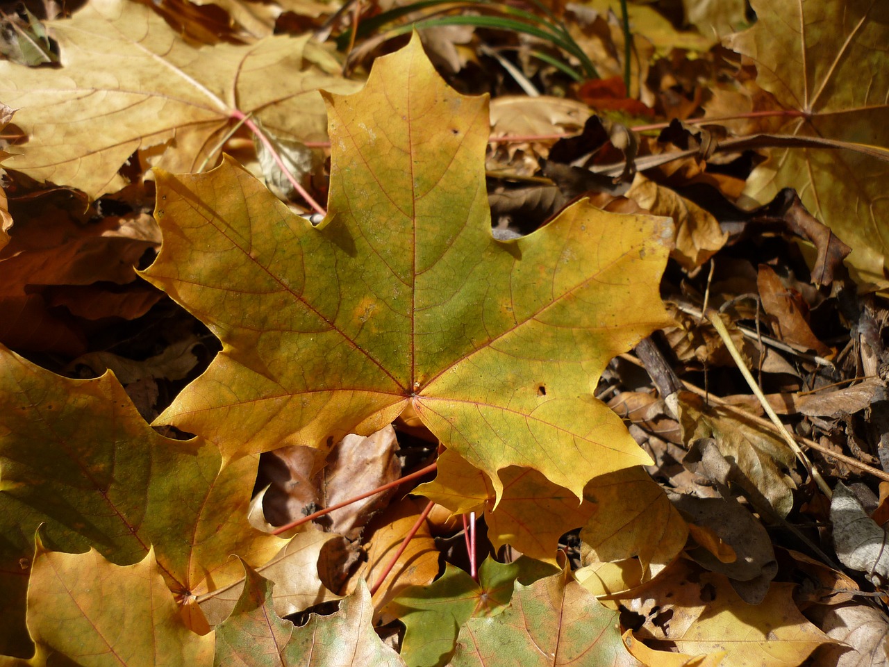 holidays yellow autumn free photo