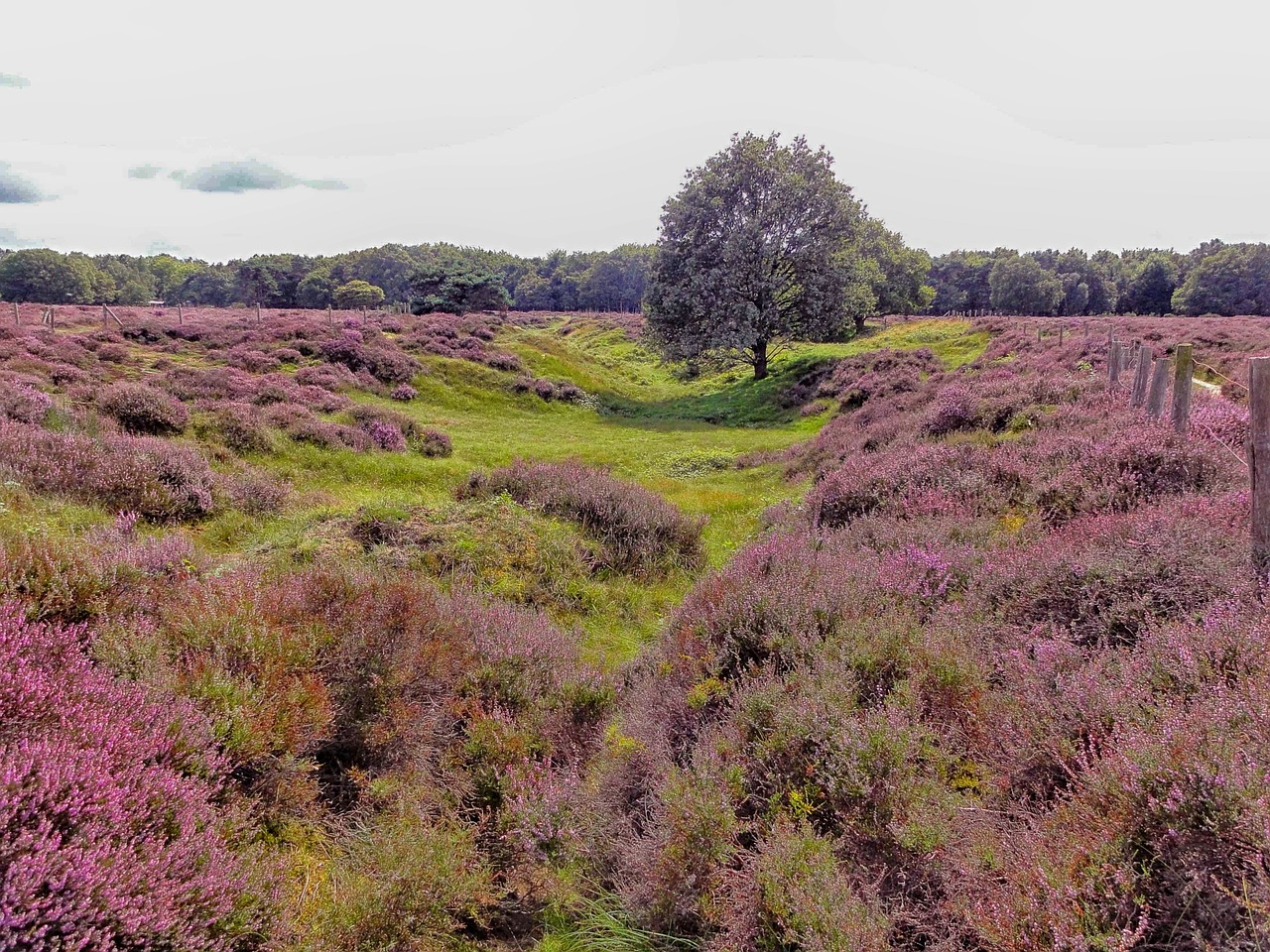 holland landscape scenic free photo