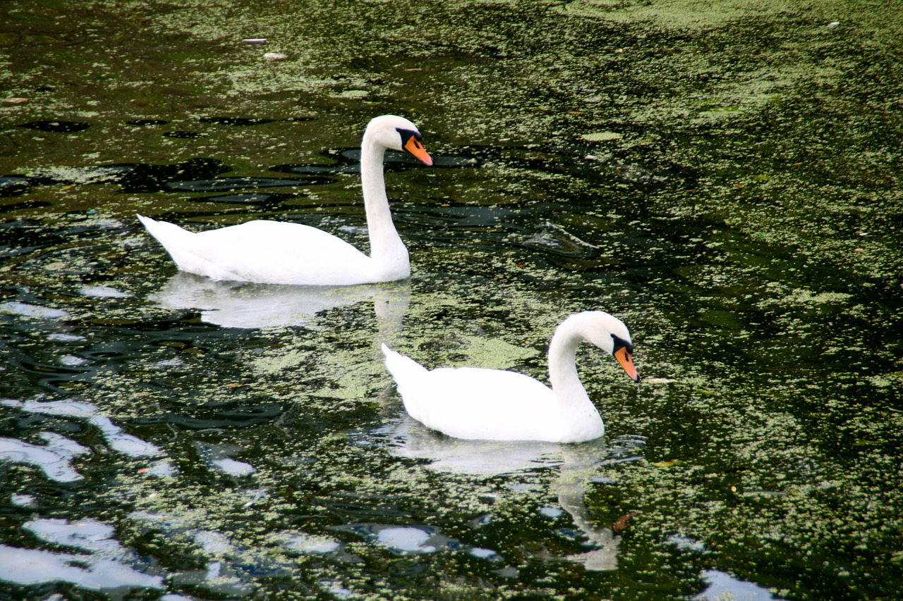 holland dutch swan free photo