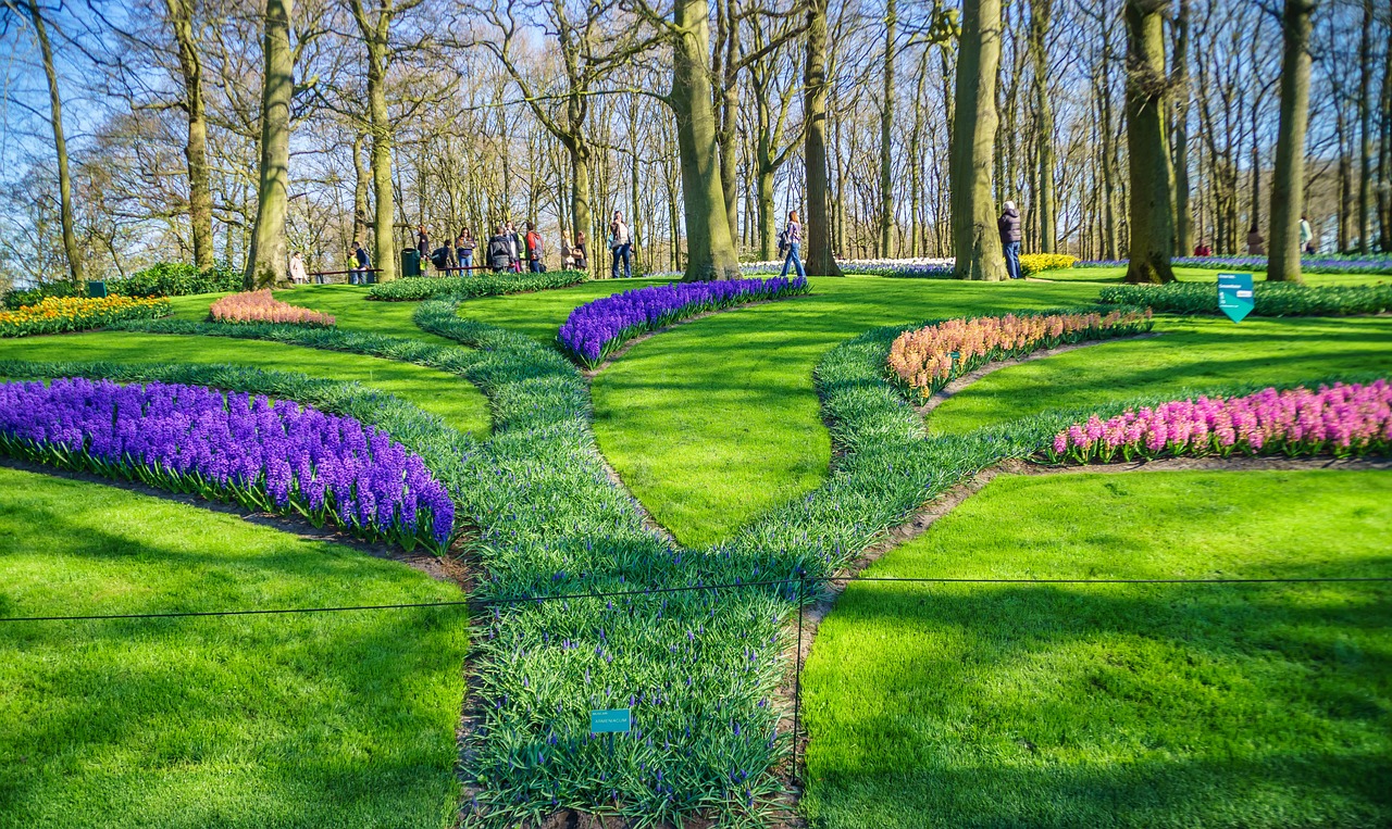 holland tulpenbluete park free photo