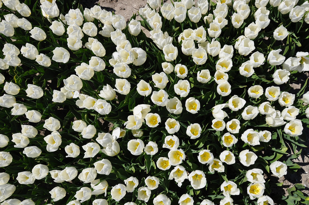 holland  tulips  white free photo