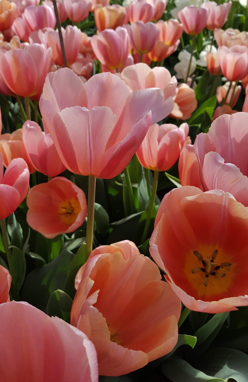 holland  tulips  spring free photo