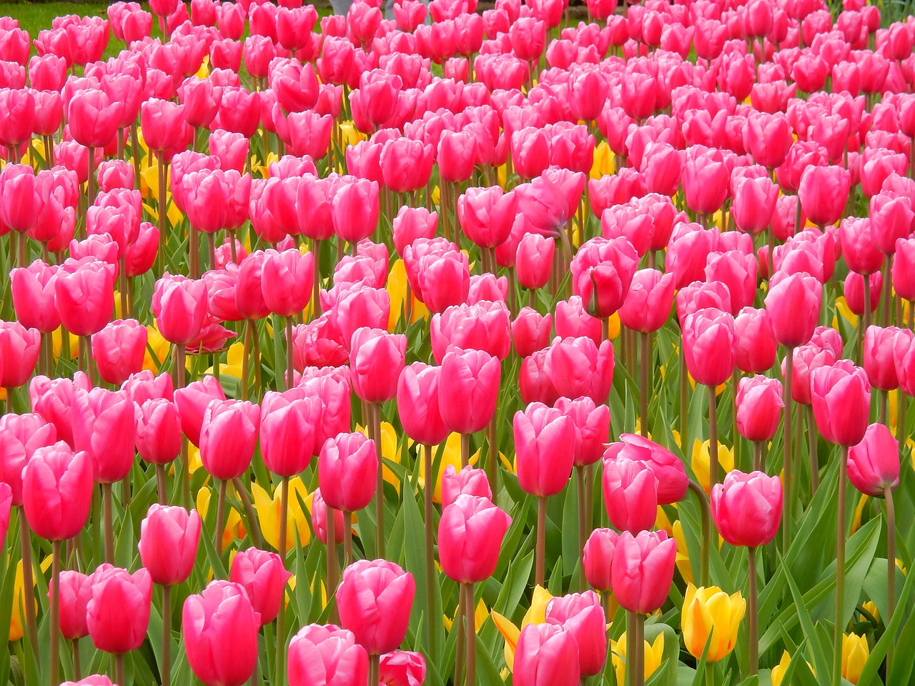 holland  netherlands  tulip fields free photo