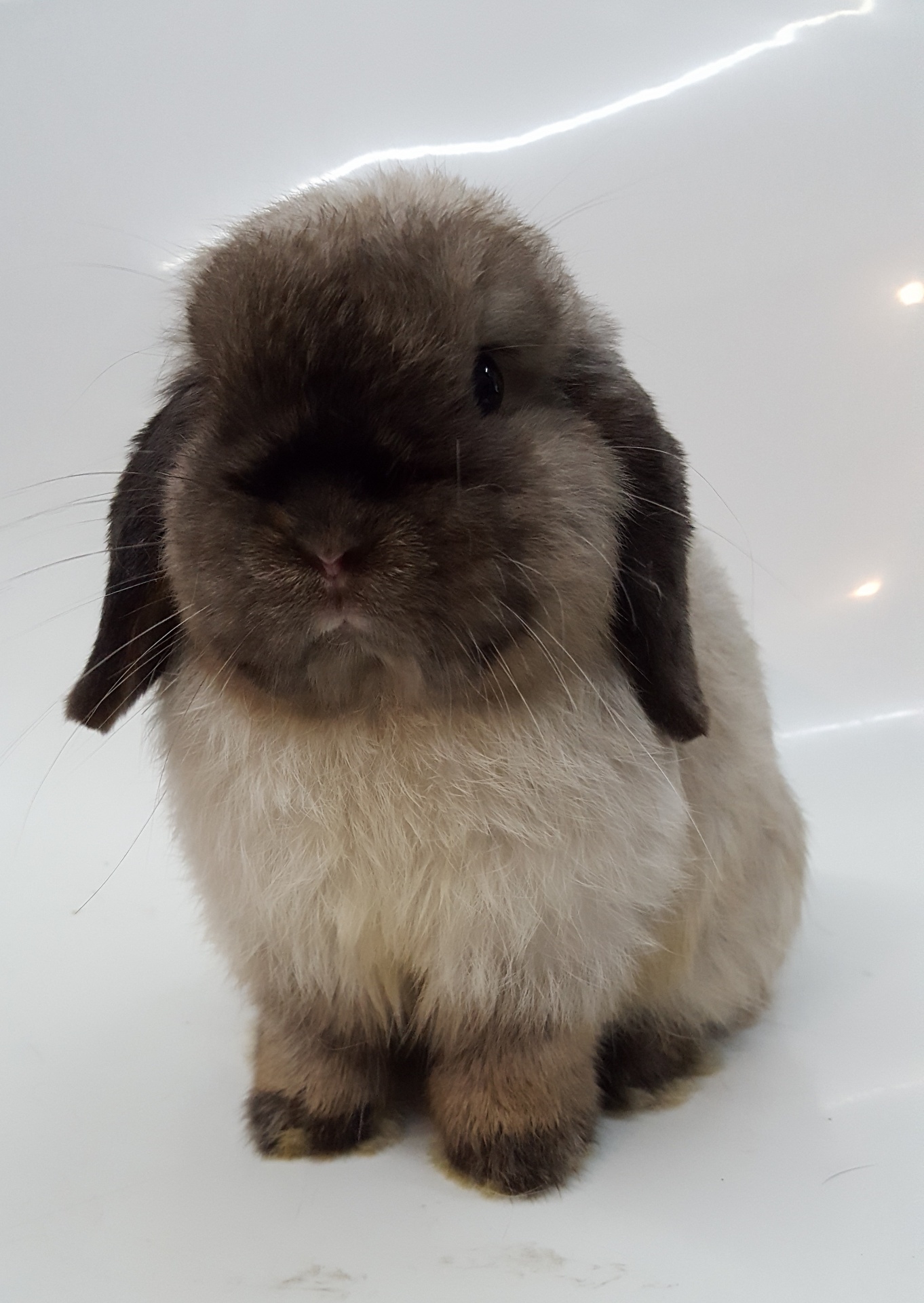 holland lop rabbit sable point free photo