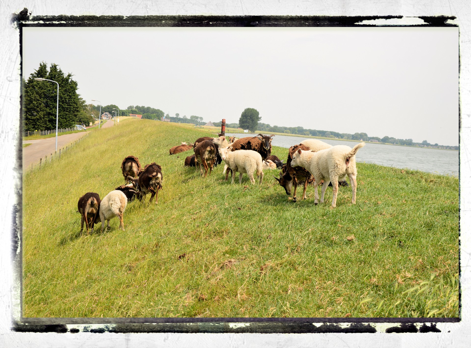 landscape nature holland free photo