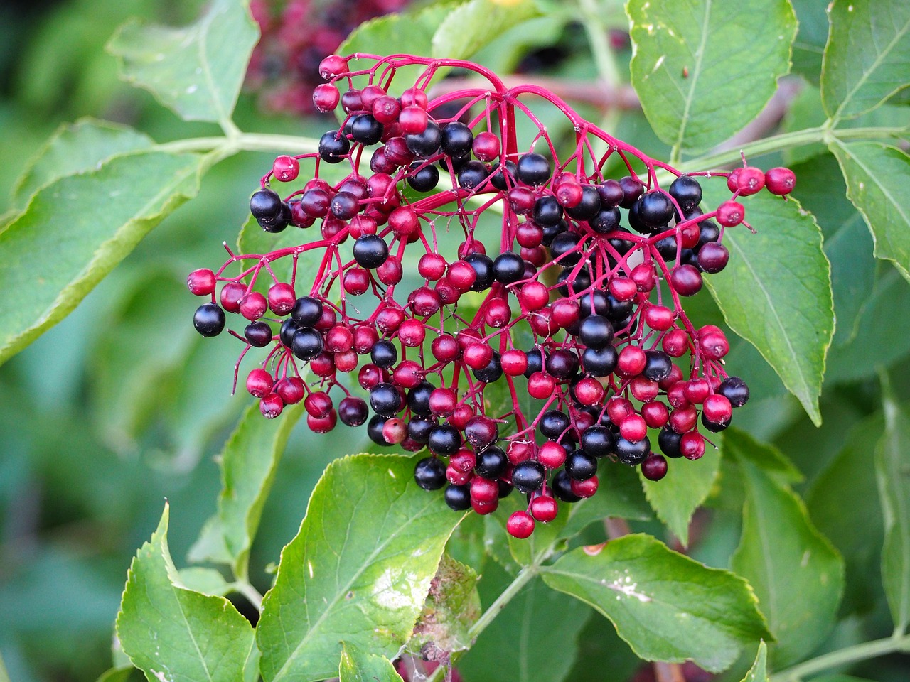 holler berry holler berries free photo